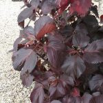 Acalypha 1
