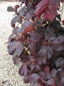 Acalypha 1