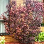 Acalypha 2