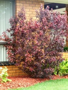 Acalypha 2