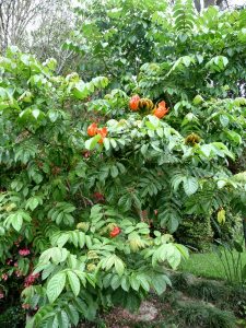 African Tulip