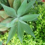 Agave