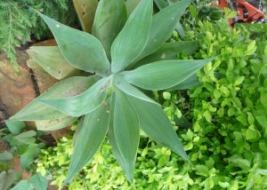 Agave