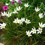 Autumn Crocus
