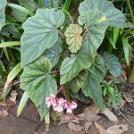 Begonia