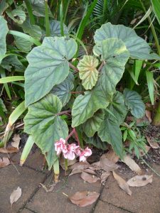 Begonia