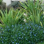 Blue Eyes NZ Flax