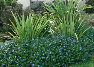 Blue Eyes NZ Flax