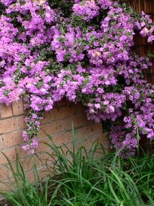 Bougainvillea