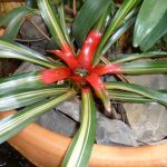 Bromeliad