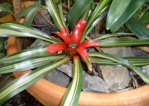 Bromeliad