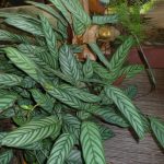 Calathea