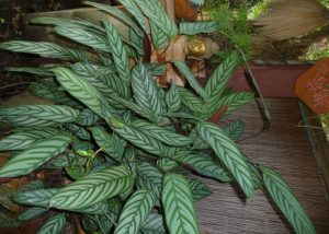 Calathea
