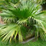 Chinese Fan Palm