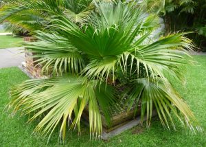 Chinese Fan Palm