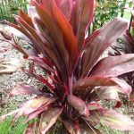 Cordyline Rubra