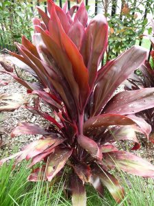 Cordyline Rubra