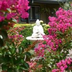 Crepe Myrtle