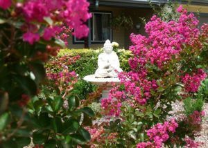 Crepe Myrtle