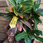 Croton 1
