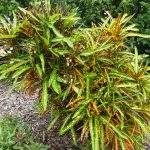 Croton 2