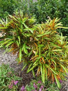 Croton 2
