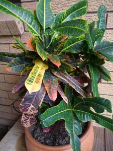 Croton 1