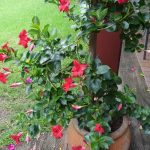Dipladenia