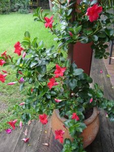 Dipladenia