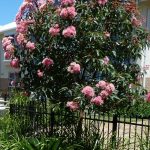 Flowering Gum