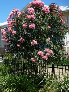 Flowering Gum