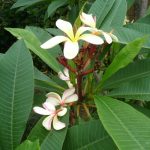 Frangipani 1