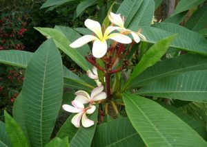 Frangipani 1