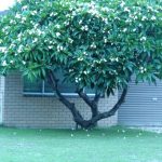 Frangipani 2