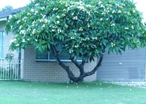 Frangipani 2