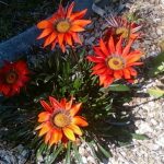 Gazania 1