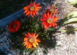 Gazania 1