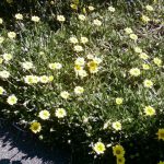 Gazania 2