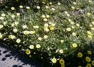 Gazania 2
