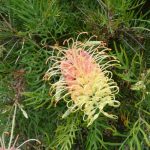 Grevillea
