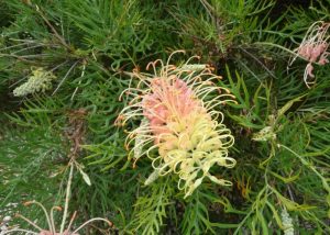 Grevillea