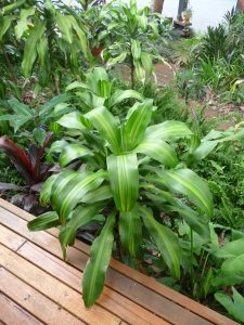 Happy Plant
