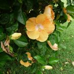 Hibiscus
