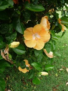 Hibiscus