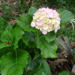 Hydrangea
