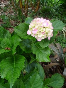 Hydrangea
