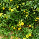 Lantana 1