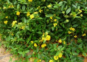 Lantana 1
