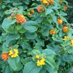 Lantana 2
