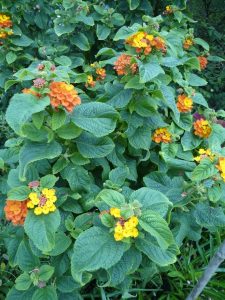 Lantana 2
